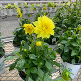 Dahlia