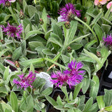 Centurea/Bachelor's Button