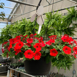 Petunia Hanging Basket