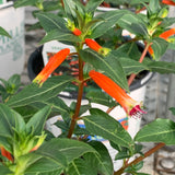 Cuphea