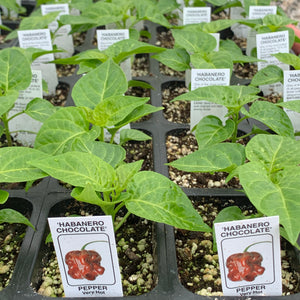 Peppers- Chocolate Habanero