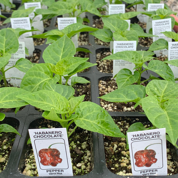 Peppers- Chocolate Habanero
