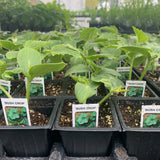 Cucumber Plants