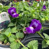 Torenia (Trailing)