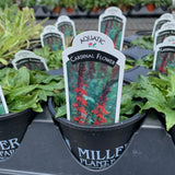 Lobelia/Cardinal Flower-NATIVE