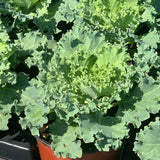 Flowering Kale