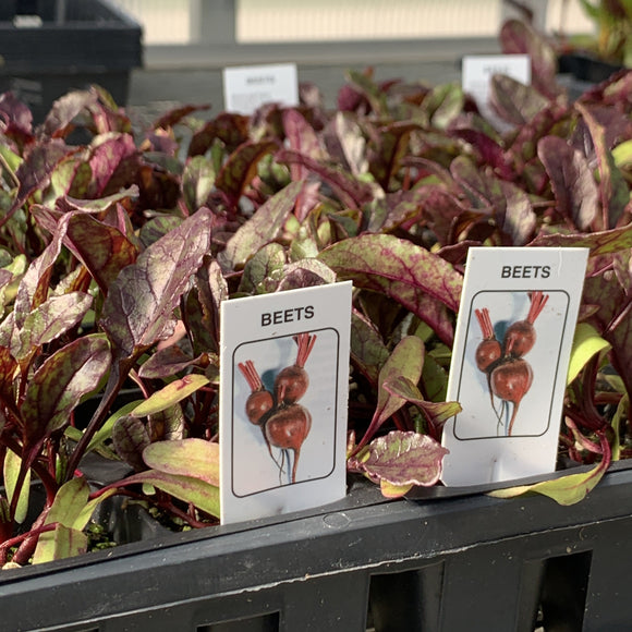 Red Beet Plants