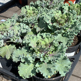 Flowering Kale