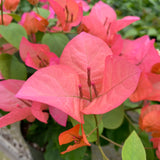Bougainvillea