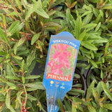 Gaura