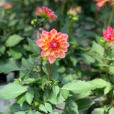 Dahlia