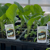 Eggplant Plants- Classic