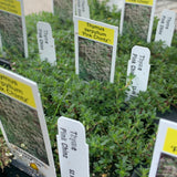 Thymus