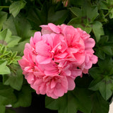 Geranium (Ivy) Hanging Basket