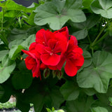 Geranium (Ivy) Hanging Basket