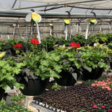 Premium Mix Annual Hanging Basket
