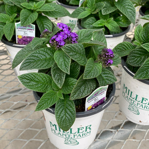 Heliotrope