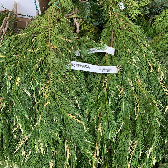 Variegated Leland Cypress Bunch