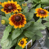 Rudbeckia 'Toto'