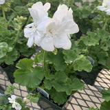 Geraniums (Zonal)