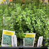 Thymus