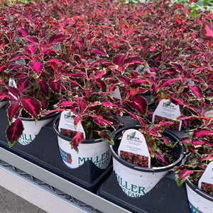 Sun Coleus Hybrids