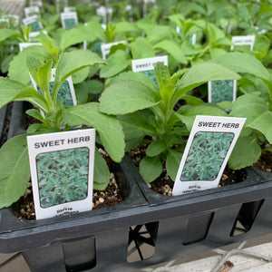 Stevia