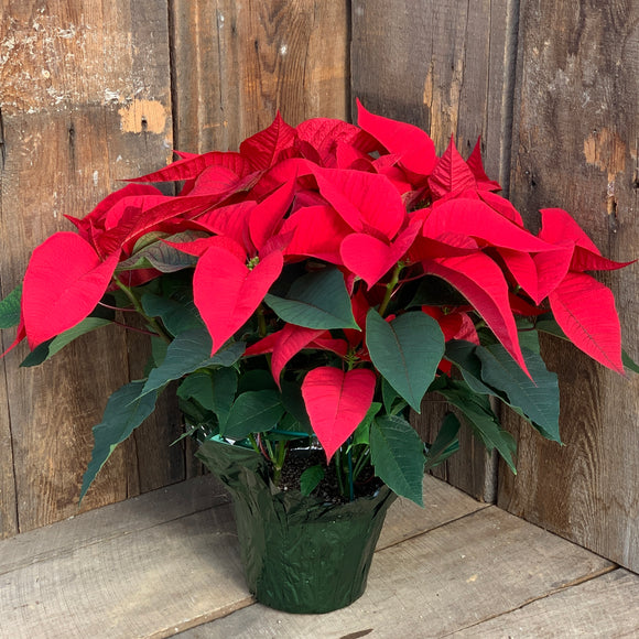 Poinsettia 7”