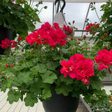 Geranium (Ivy) Hanging Basket