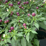 Ornamental Pepper