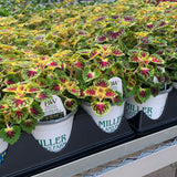 Sun Coleus Hybrids