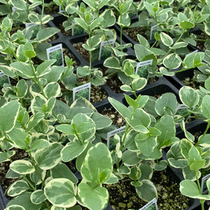 Vinca Vine