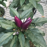 Ornamental Pepper