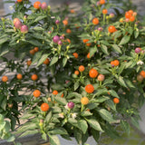 Ornamental Pepper