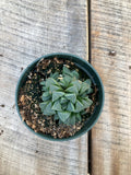 Seasonal Succulents