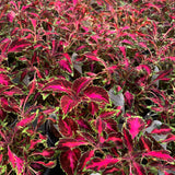 Sun Coleus Hybrids