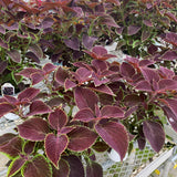 Sun Coleus Hybrids