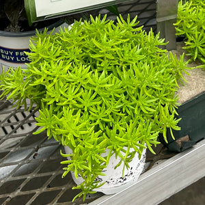 Sedum 'Lemon Coral'