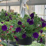 Mix Annual Hanging Basket