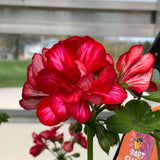Geranium (Ivy) Hanging Basket