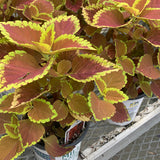 Sun Coleus Hybrids