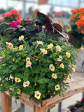 Torenia (Trailing)