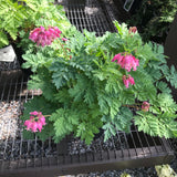 Dicentra/Bleeding Heart