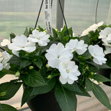 New Guinea Impatien Hanging Basket