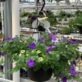 Mix Annual Hanging Basket