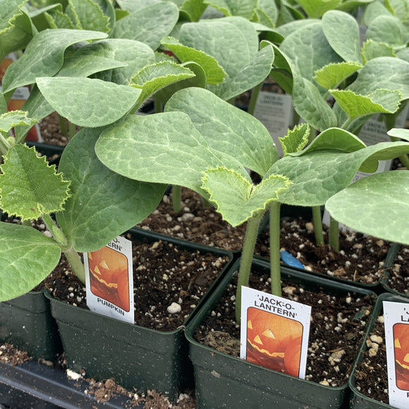 Pumpkin Plants