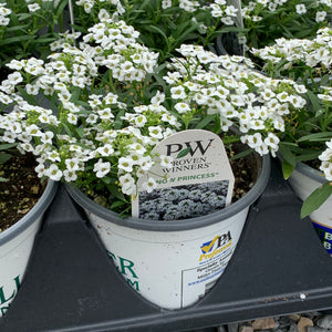 Lobularia Snow Princess