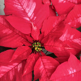 Poinsettia 6”