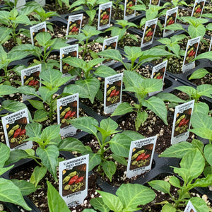 Peppers- Caribbean Red