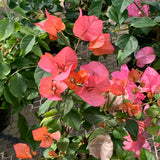 Bougainvillea